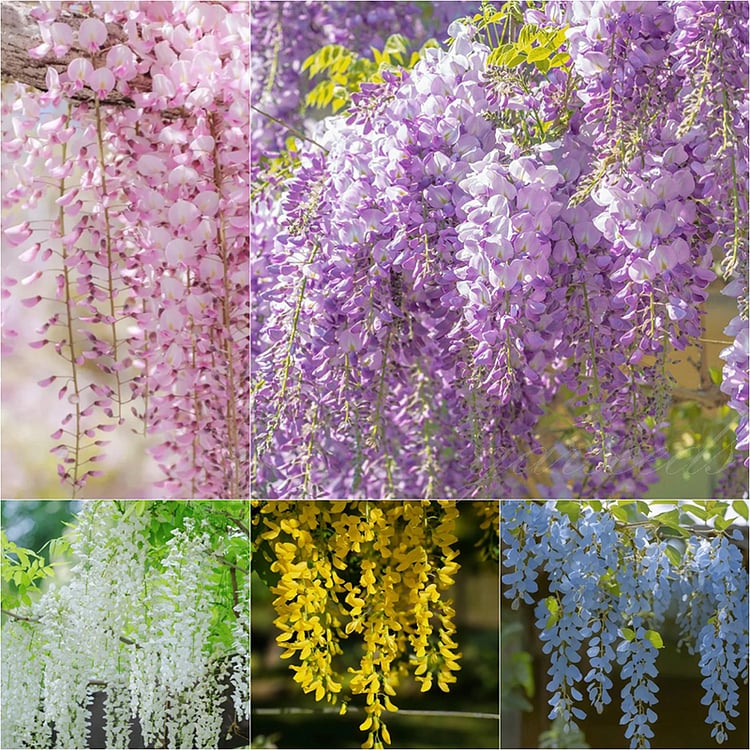 Semillas de Glicinia Wisteria Trepadora Premium
