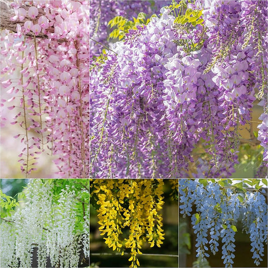 Semillas de Glicinia Wisteria Trepadora Premium